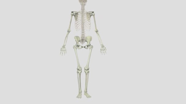 付属の骨格は 肩のガードルと骨盤を含む上下の極端で構成されています — ストック動画