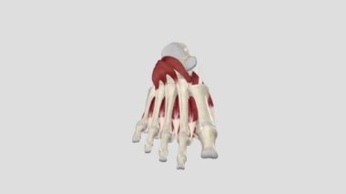 Ayak kasları alt bacakta bulunur ve dorsifleks, plantarflex, ters çevirme ve ayak