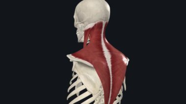 Levator Scapulae - Servikal Omurga Yan Flexion
