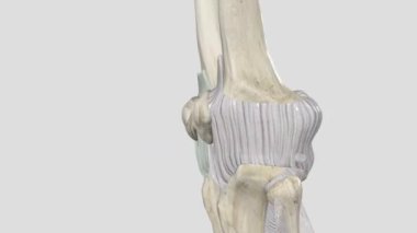 Kollarınızın üst ve ön kısımdaki kaslar kollarınızı, ellerinizi, parmaklarınızı ve başparmaklarınızı hareket ettirmenizi sağlar..