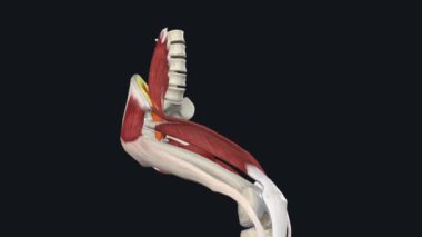 Psoas major ve iliacus 'ün birleşimi kalçanın esnekliğini oluşturur.