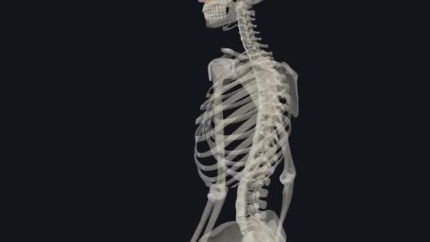 前縦の靭帯は脊椎体の前 中央の側面に広がる靭帯であり 脊椎は脊椎を分解する — ストック動画