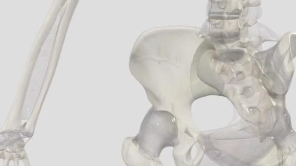 前神経症の靭帯は 平らなバンドを形成する多くの細いストランドで構成されています それは関節の骨盤の表面にあり 形成します — ストック動画