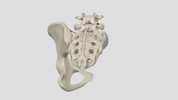 Anterior Sacroiliac Ligament Composed Many Thin Strands Form Strong Broad — Stock Video
