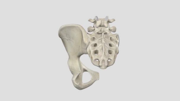 前神経症の靭帯は 平らなバンドを形成する多くの細いストランドで構成されています それは関節の骨盤の表面にあり 形成します — ストック動画
