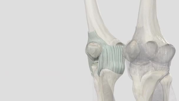 膝関節の関節の関節の関節の関節カプセルは膝を取り囲み 2つの主要な層 外側および内部の層から成っています — ストック動画