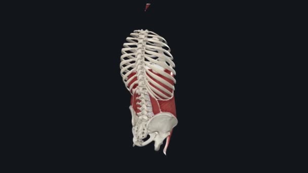 腹部の筋肉は腹部の壁を形成する筋肉 腹部はトラックスと骨盤を接続するトランクの部分である — ストック動画