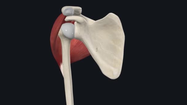 Deltoid Formed Acromial Clavicular Scapular Spinal Parts — Stock Video