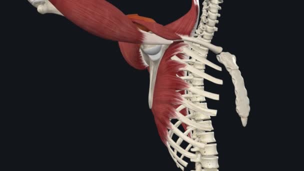 三角肌是由肩关节 锁骨和肩胛骨部分组成的 — 图库视频影像
