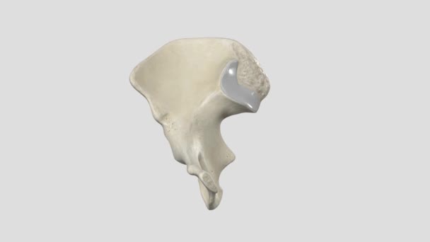 Hip Joint Ball Socket Joint Point Articulation Head Femur Acetabulum — Stock Video