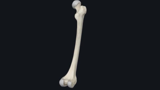 대퇴골은 허벅지뼈입니다 그것은 당신의 몸에서 뼈입니다 — 비디오