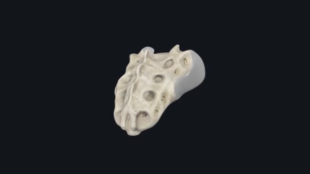 Sacrum Triangular Bone Just Lumbar Vertebrae — Stock Video