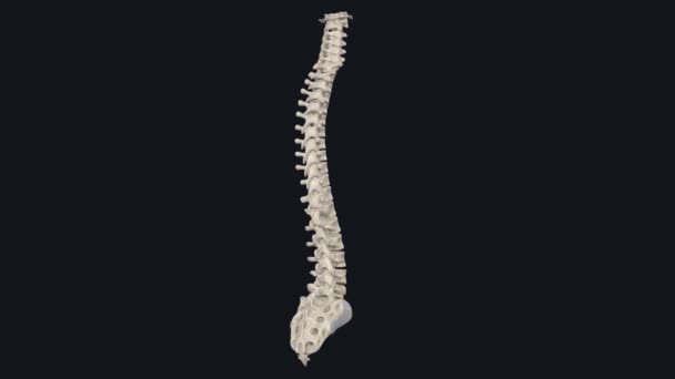 脊椎コラムは脊髄を囲み 保護するキャビティ 脊髄を収容する — ストック動画