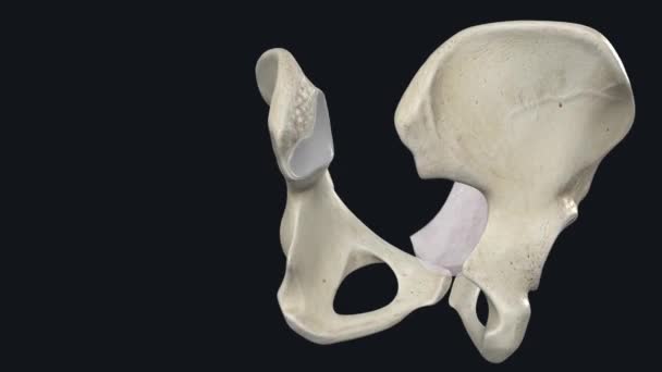 脐带筋膜 Umbilical Fascia 或Umbilicovesical Fascia 是位于脐带内侧脐带之间的一层薄薄的筋膜层 — 图库视频影像
