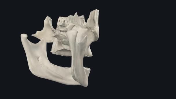 Prime Function Viscerocranium Shape Human Face Cavities Anterior Skull Including — Stock Video