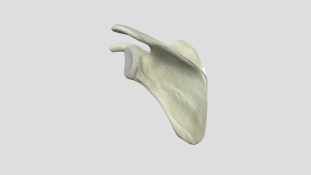Scapula Flat Triangular Shaped Bone Colloquially Shoulder Blade — Stock Video