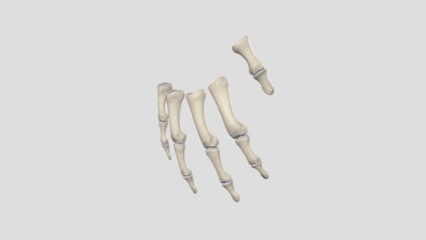 法朗日 每只手指头和每只脚的脚趾里都有14块骨头 — 图库视频影像
