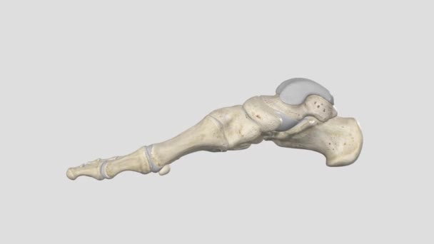 人类的脚是一个坚固而复杂的机械结构 包含26块骨头 33个关节 其中20个是活跃的关节 — 图库视频影像