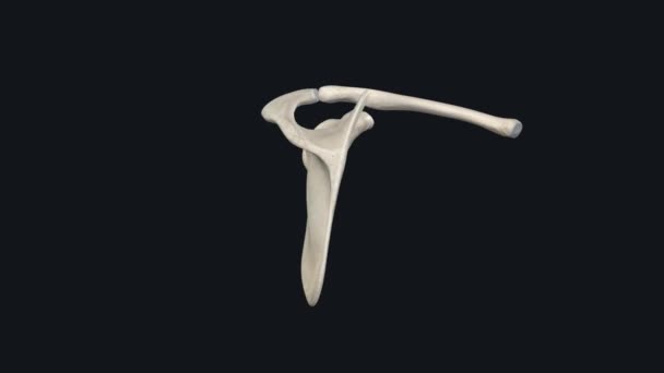 Pectoral Girdle Part Appendicular Skeleton Which Also Includes Pelvic Girdle — Stock Video