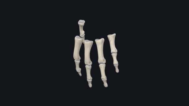 Phalanges Tulang Yang Ditemukan Jari Jari Tangan Masing Masing Dan — Stok Video