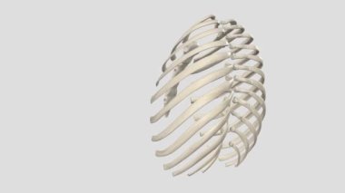 Göğüs kafesi, karın boşluğu ile boyun kökü arasındaki bölgedir. .