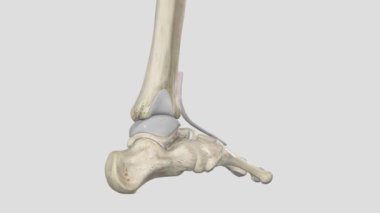 Extensor halüsinasyon longus (EHL), Tibialis ön kısmı arasında bulunan ince bir kas türüdür. .