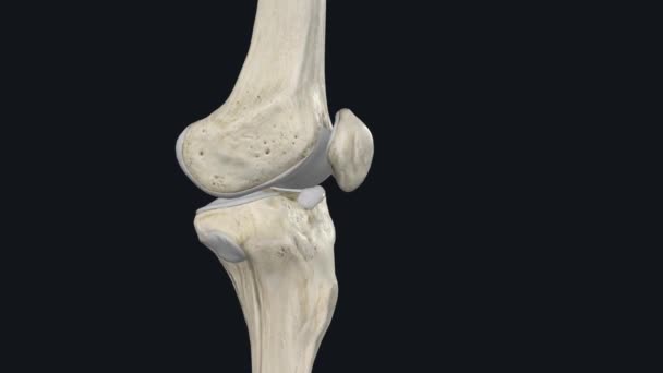 内侧半月板的主要功能是减少膝关节的应力 — 图库视频影像
