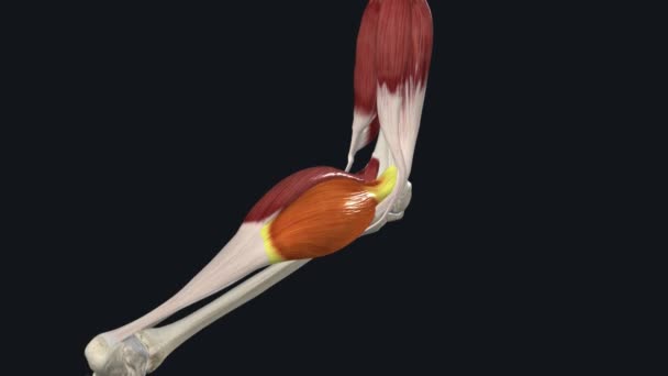 Gastrocnemius 膝关节屈曲中脑 — 图库视频影像