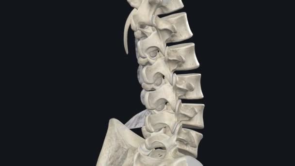 横断韧带软弱无力 呈片状韧带连接胸椎相邻横断和腰椎相邻的副韧带 — 图库视频影像