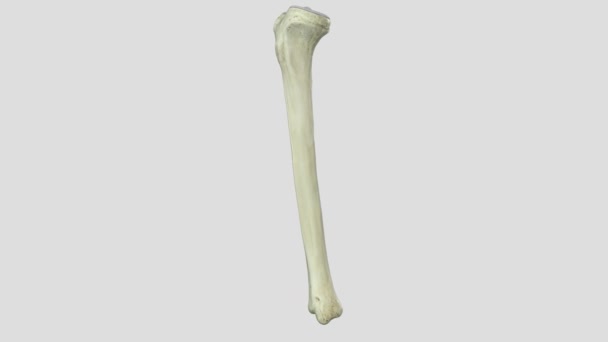 Das Schienbein Ist Der Zweitlängste Knochen Körper — Stockvideo