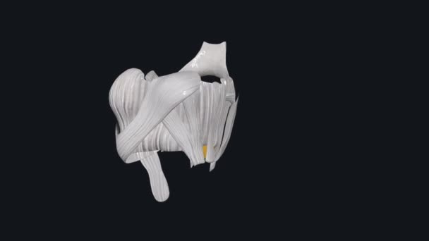 膝は体内で最大かつ最も複雑な関節で 太ももの骨 シン骨 フィブラ シンの外側 膝関節を一緒に保持している — ストック動画