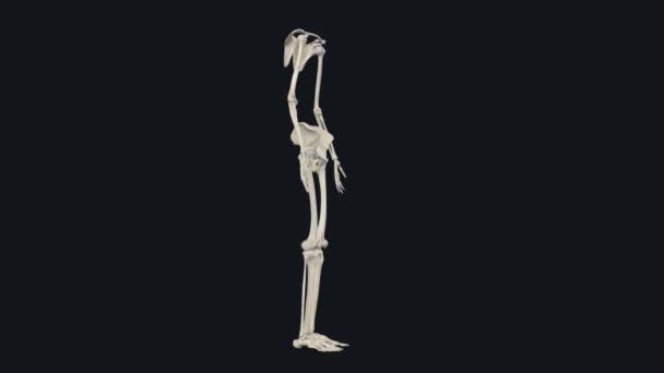 Apandisit Iskeleti Omuz Kemeri Leğen Kemiğini Içeren Üst Alt Ekstremitelerden — Stok video