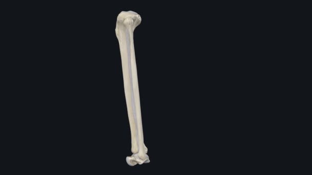 腿的骨间膜也被称为胫骨中段韧带 — 图库视频影像