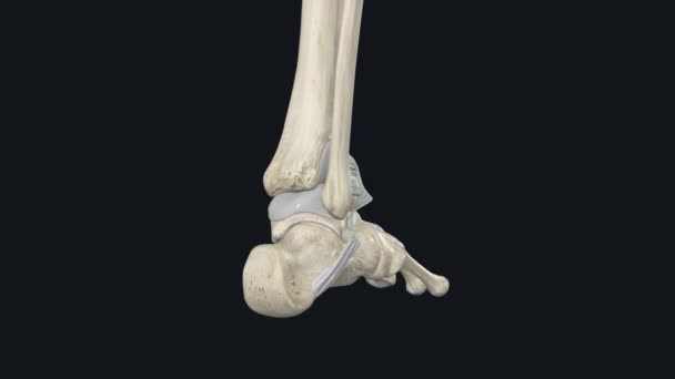 より劣ったエクステンダー網膜は足首関節の前部にあります — ストック動画