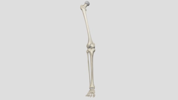 下肢の自由な部分は 骨盤のガードルを除いて 下肢全体を構成しています — ストック動画