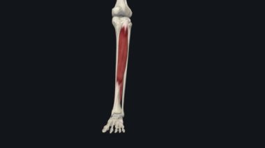 Tibialis Anterior - Foot Inversion