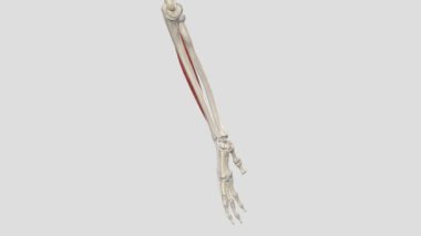 Extensor digitorum, ön kolun arka kısmında bulunan uzun bir kasdır.