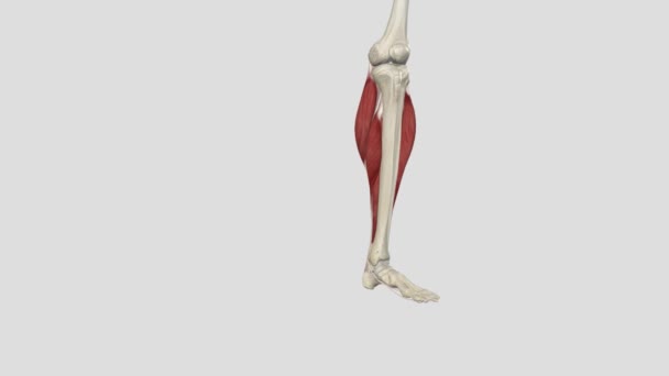 Soleus Soleus Muscle Also Plays Major Role Plantar Flexion — Stock Video