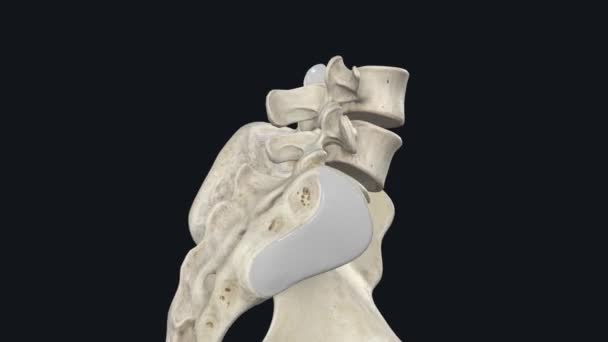 イオロリウムバー靭帯は結合組織の強い帯であり 3つの脊椎結紮の1つである — ストック動画
