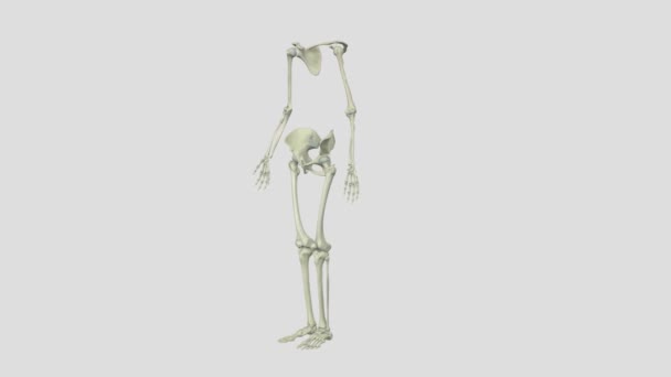 阑尾骨骼由上肢和下肢组成 包括肩带和骨盆 — 图库视频影像