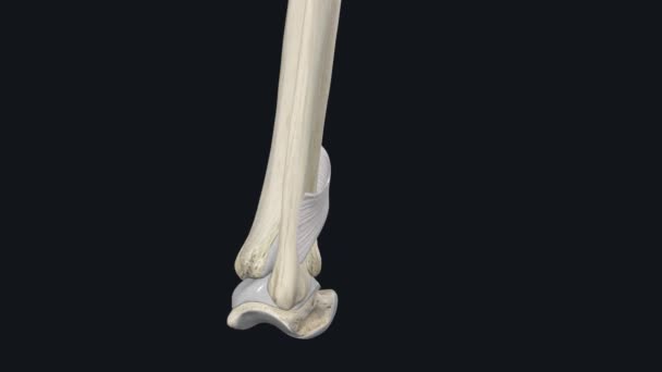 伸展视网膜是指踝关节内连接胫骨和腓骨的一组韧带 — 图库视频影像