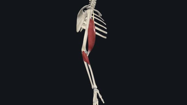Biceps Brachii Supinação Antebraço — Vídeo de Stock