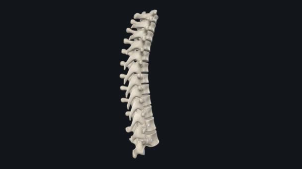 Vertebrados Vértebras Torácicas Compõem Segmento Médio Coluna Vertebral Entre Vértebras — Vídeo de Stock
