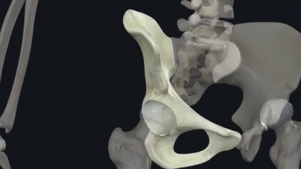 Hip Joint Ball Socket Joint Point Articulation Head Femur Acetabulum — Stock Video