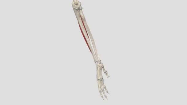 Extensor Digital Músculo Longo Localizado Compartimento Posterior Antebraço — Vídeo de Stock
