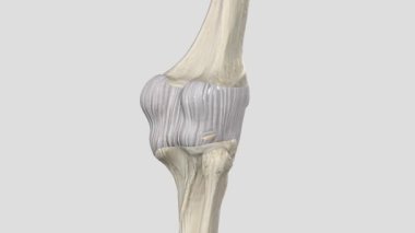 Eklem kapsülü, ayrıca eklem kapsülü olarak da bilinir, vücudun sinoviyal eklemlerini çevreleyen sıvı lifli bir yapıdır. .