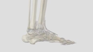 Extensor halüsinasyon longus (EHL), Tibialis ön kısmı arasında bulunan ince bir kas türüdür. .