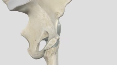 Eklem kapsülü, ayrıca eklem kapsülü olarak da bilinir, vücudun sinoviyal eklemlerini çevreleyen sıvı lifli bir yapıdır. .