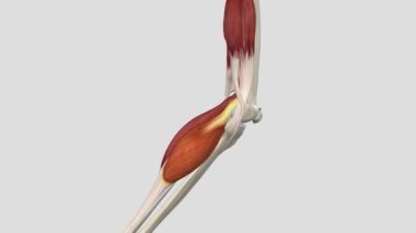 Gastrocnemius 'un Orta Şefi - Diz Esnemesi