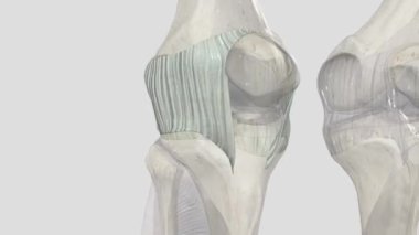 Eklem kapsülü, ayrıca eklem kapsülü olarak da bilinir, vücudun sinoviyal eklemlerini çevreleyen sıvı lifli bir yapıdır. .